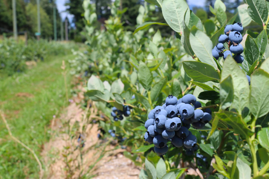 growing blueberries
