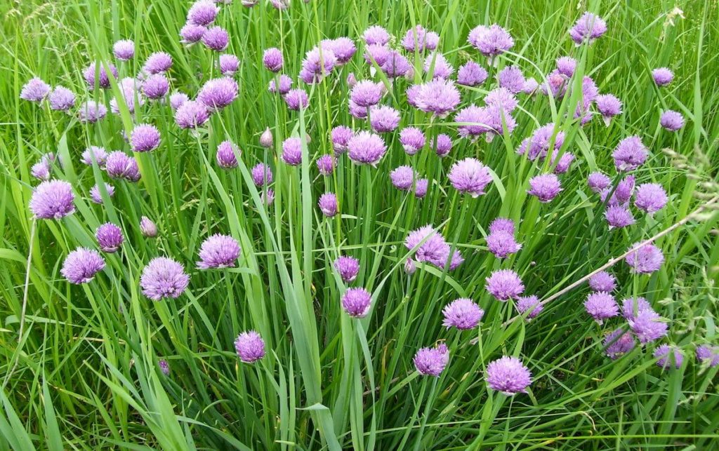 chives with blossoms