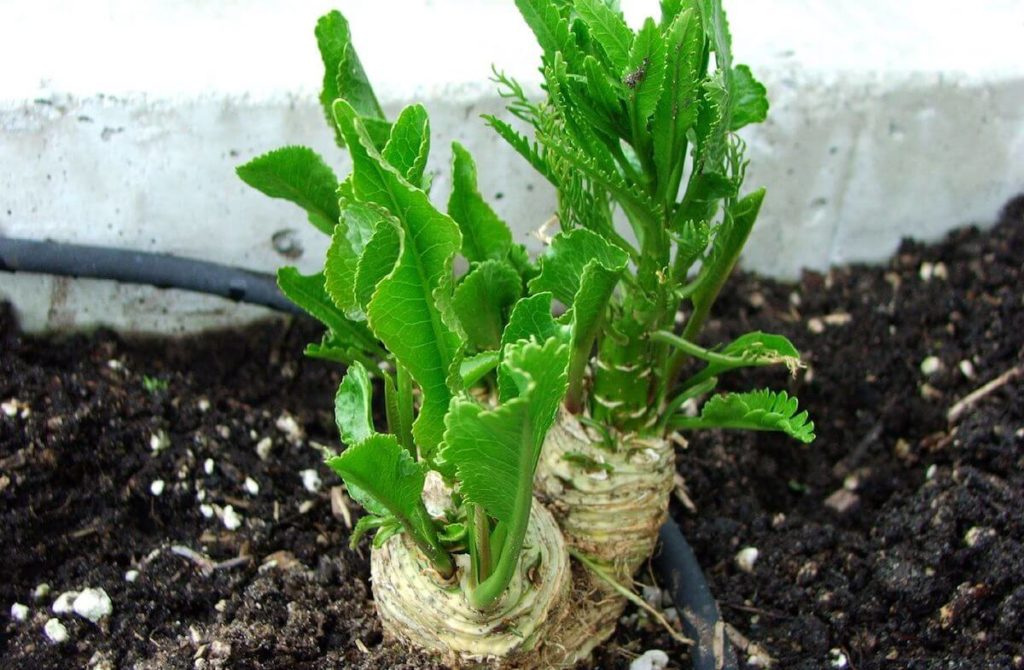 horseradish sprouts growing