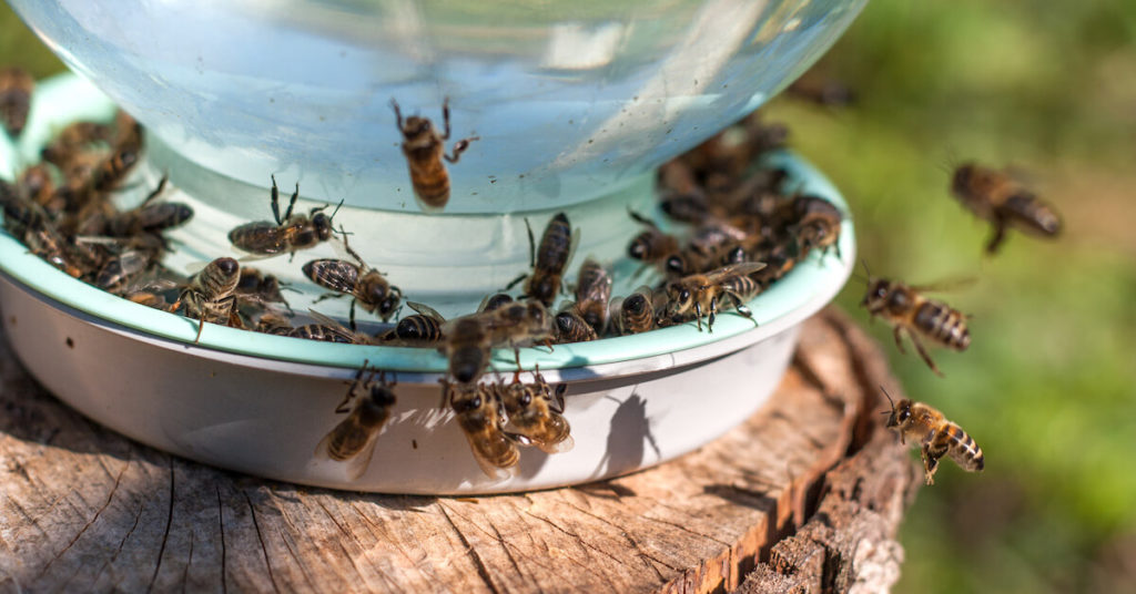 bees crowding a bee waterer made of dish and upside down mason jar
