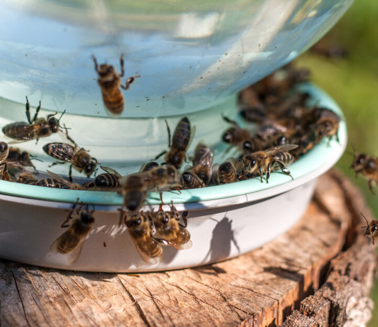 bees crowding a bee waterer made of dish and upside down mason jar