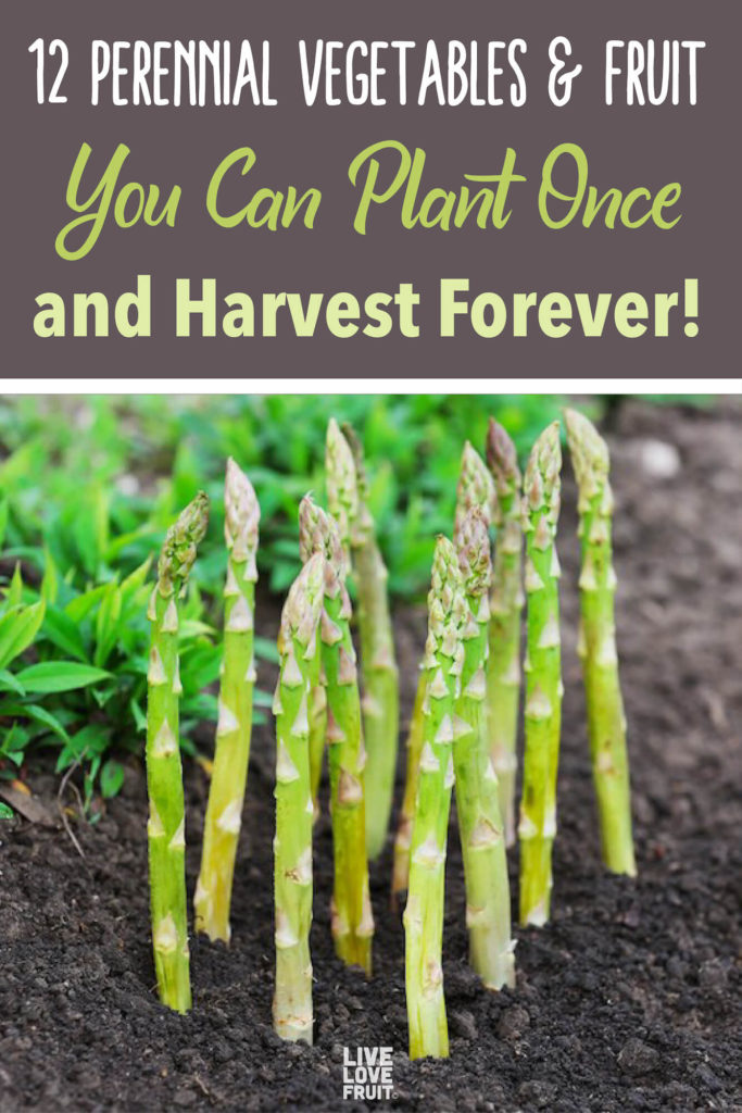 fresh asparagus growing out of the mud with text - 12 perennial vegetables and fruit you can plant once and harvest forever!
