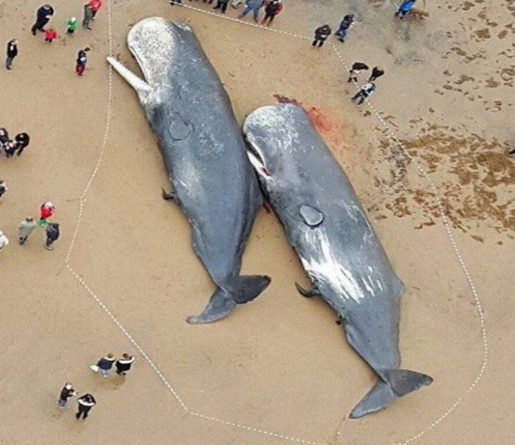 whales dying from plastic pollution