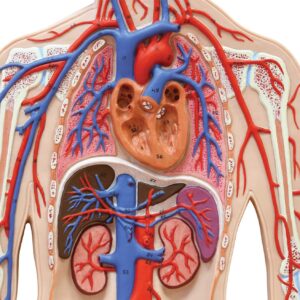 Model human body with liver, kidney, lungs and heart isolated on white with clipping path