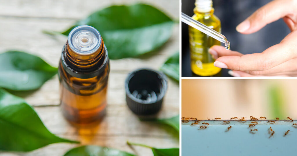 variety of uses of tea tree oil 