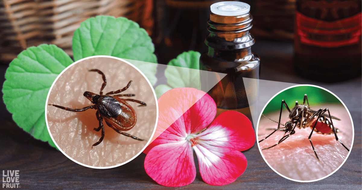 essential oil bug repellents