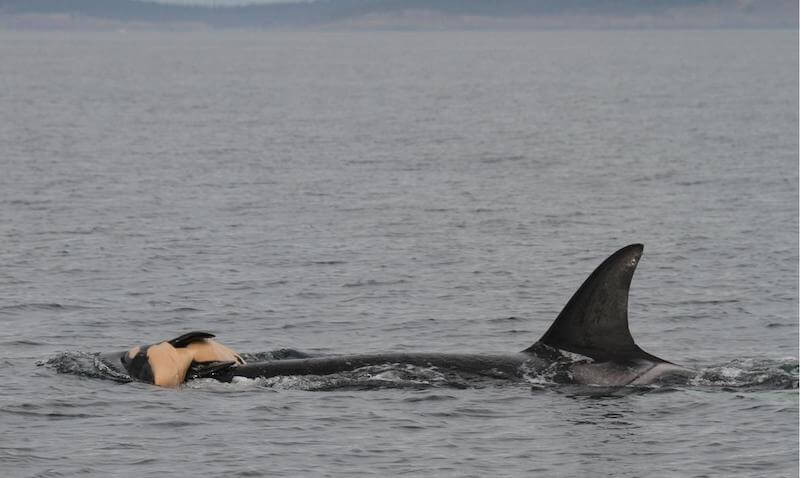 grieving mother orca whale