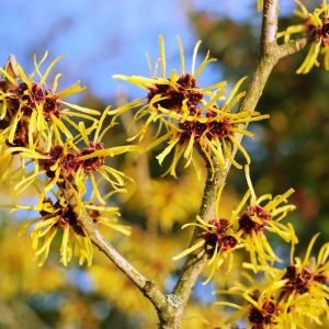 uses for witch hazel