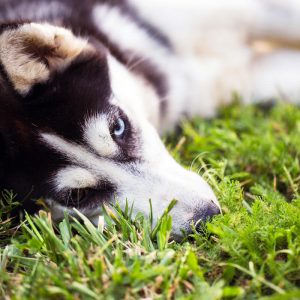 canine cancers linked to lawn care chemicals