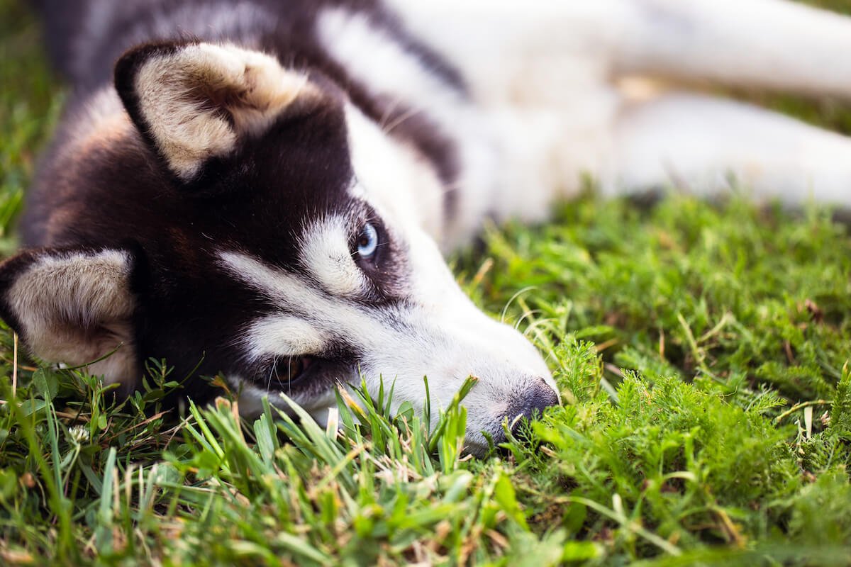 canine cancers linked to lawn care chemicals