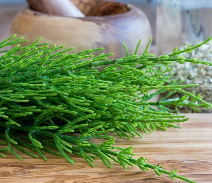 how to use horsetail herb