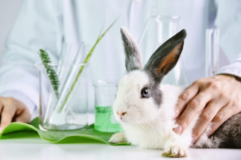 Canada Is Making Cosmetic Testing On Animals Illegal Finally Live