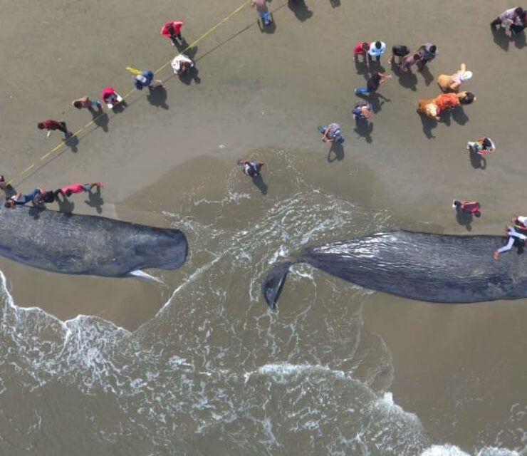 Sperm Whale Dead in Beach. People see the carcass of the giant fish shoot with drone.