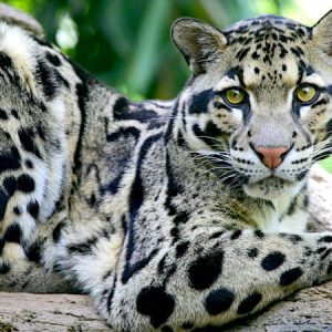 extinct taiwanese leopard