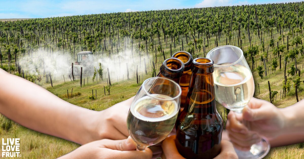 Glyphosate in Beer and Wine: New Study Finds Alcohol Is Filled with Popular Cancer-Causing Weedkiller