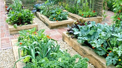 companion planting chart