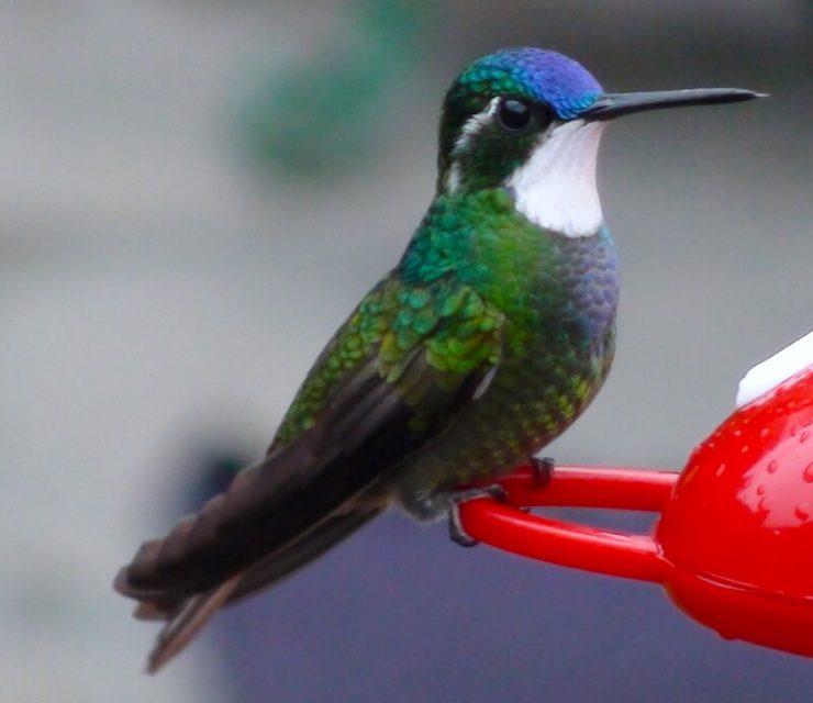 feeders killing hummingbirds