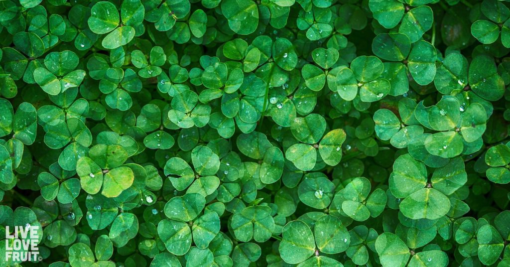 clover lawn pros and cons