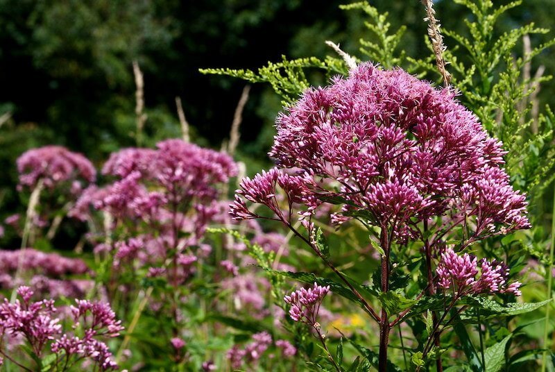 Joe-Pye Weed - Pale Pink and Purple Flowers