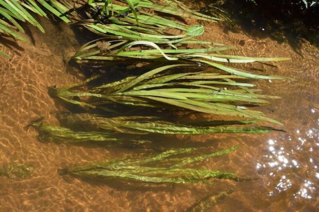 10 Plants That Attract Dragonflies for Mosquito Control - Live Love Fruit