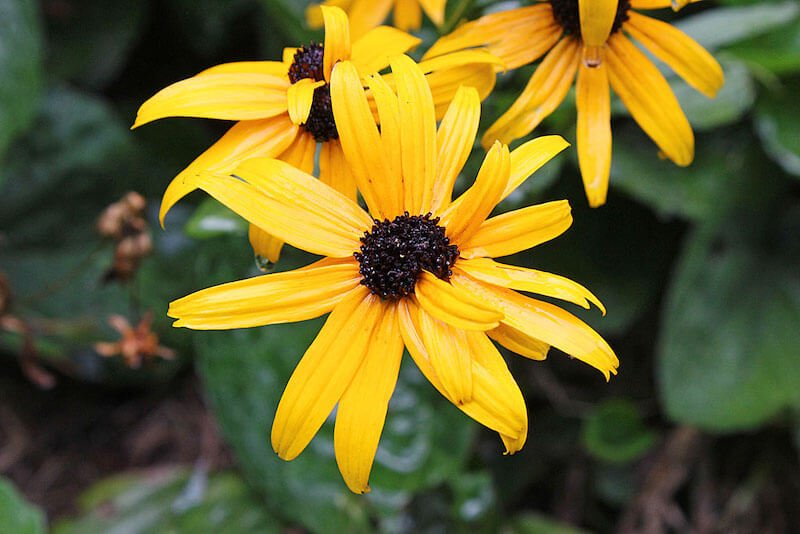 Black-Eyed Susan - Yellow Flower with Black Center