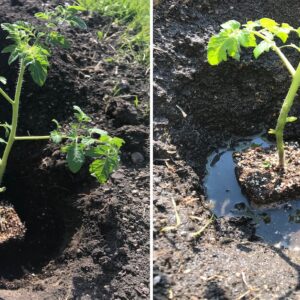 Hole Dug in Soil and Tomato Plant Placed Inside Next to Photo of Tomato Plant in Hole Filled with Lots of Water