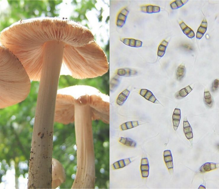 mushroom eats plastic