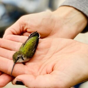 Hummingbird (dead) held in human hands