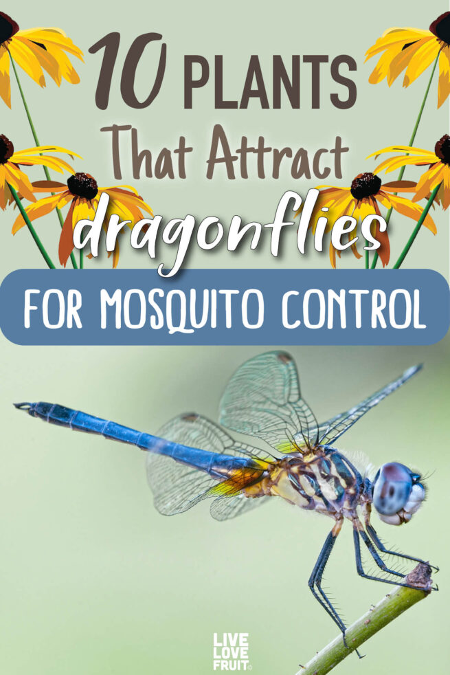 10 Plants That Attract Dragonflies for Mosquito Control - Live Love Fruit