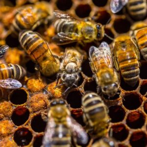 Birth of a bee on honeycomb