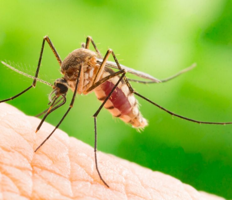 mosquito with blood-filled tummy finishing biting fresh skin