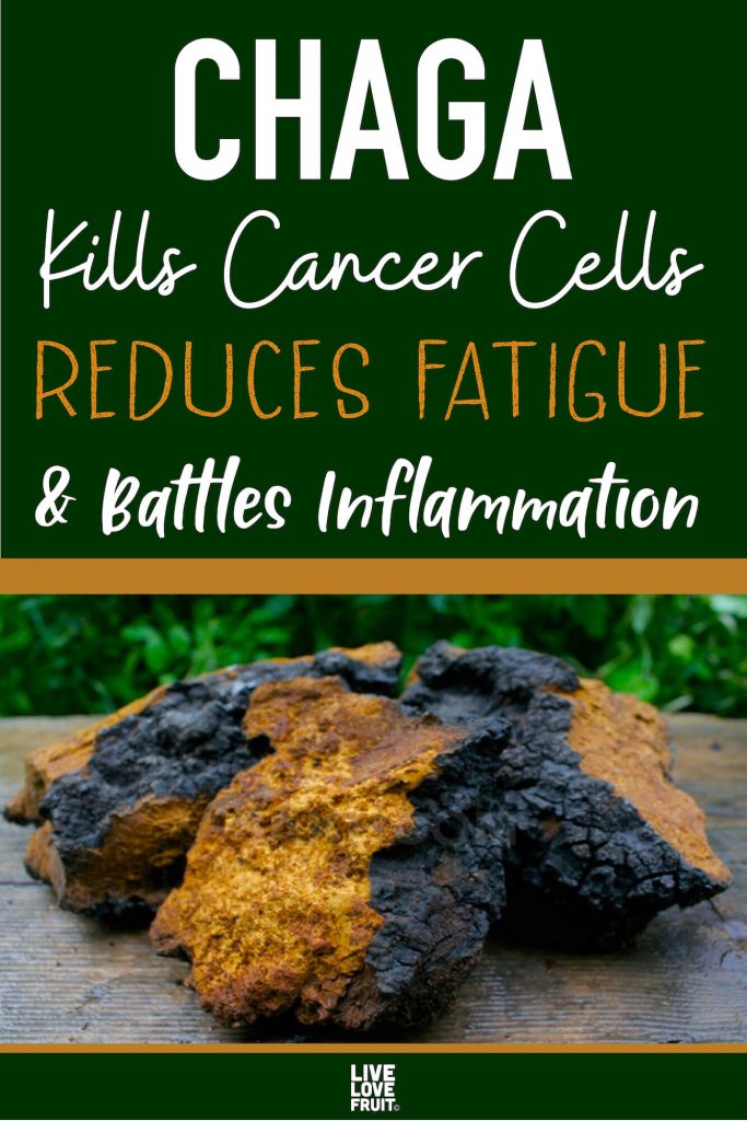 chaga mushroom chunks sitting on wooden table with text - Chaga kills cancer cells, reduces fatigue, and battles inflammation