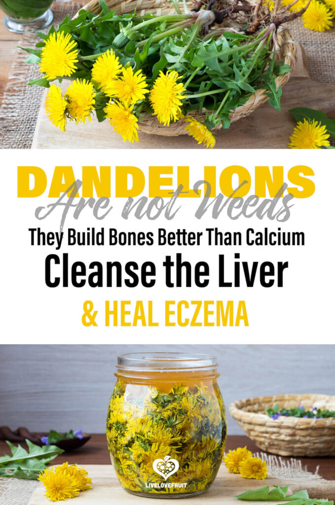 bunch of dandelions with dandelion infusion with text - dandelions are not weeds, they build bones better than calcium, cleanse the liver and heal eczema