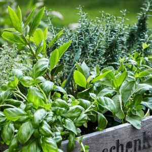 variety of herbs like basil, thyme and sage are often used as natural remedies for cough.