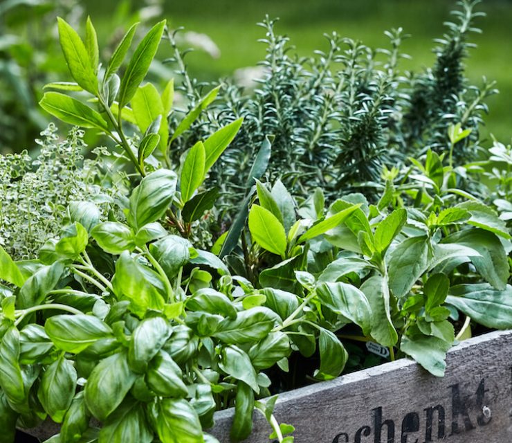 variety of herbs like basil, thyme and sage are often used as natural remedies for cough.