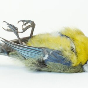 dead bird called a tit describing pesticides and birds