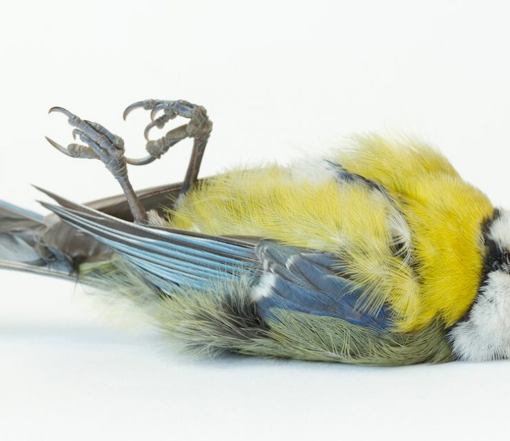dead bird called a tit describing pesticides and birds