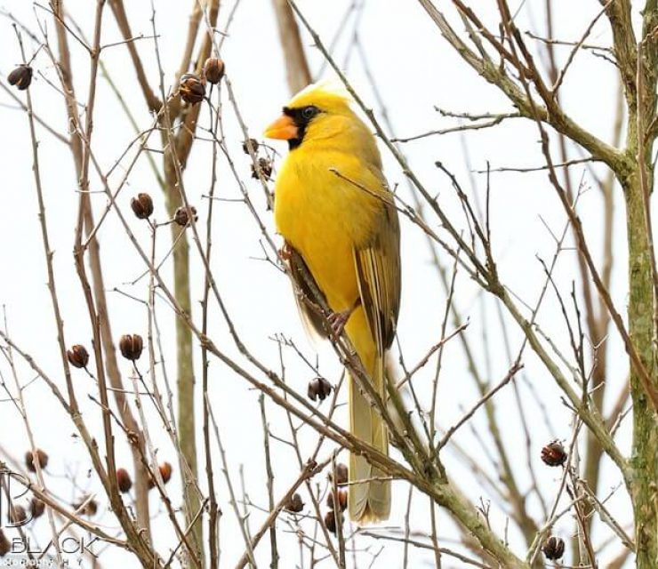 rare yellow cardinal