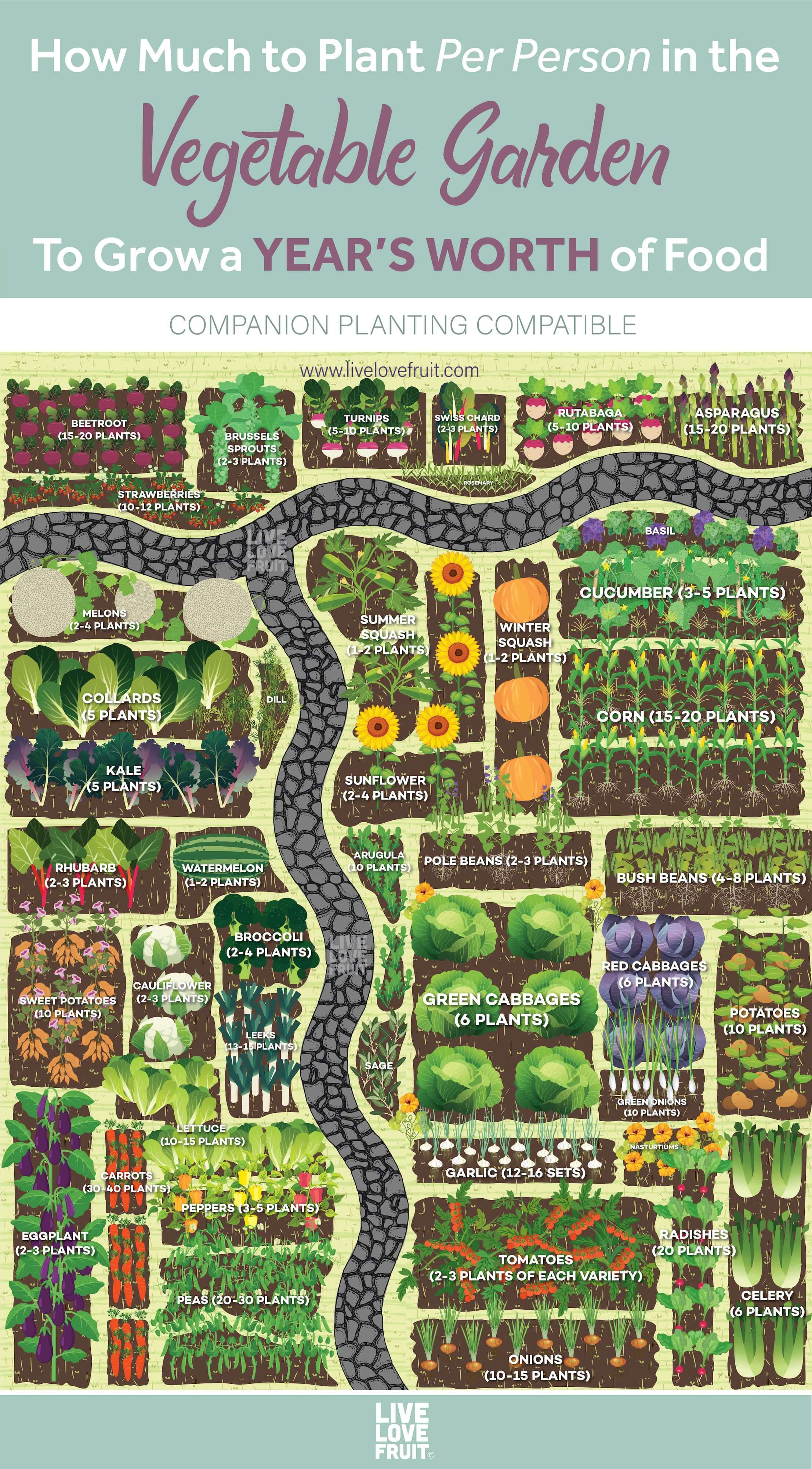 how much to plant per person in the vegetable garden to grow a years worth of food graphic chart