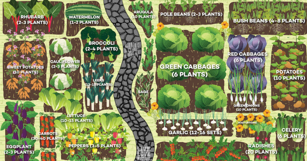 how much vegetables to plant per person in the garden