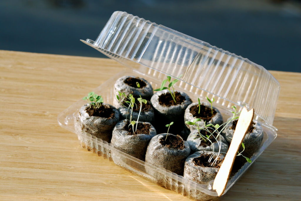 repurposed old plastic container as mini greenhouse for sprouting seeds