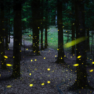 fireflies in wooded forest