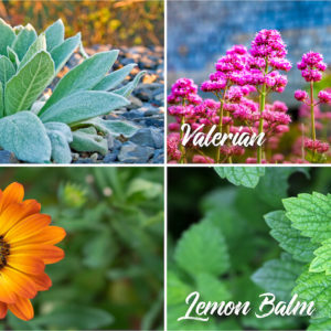 medicinal herbs you can grow in your garden like valerian, lemon balm, marigold and mullein