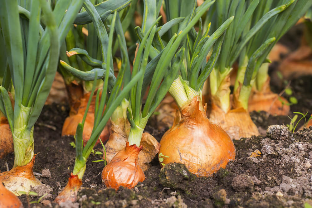 onion growing in medicine herb garden