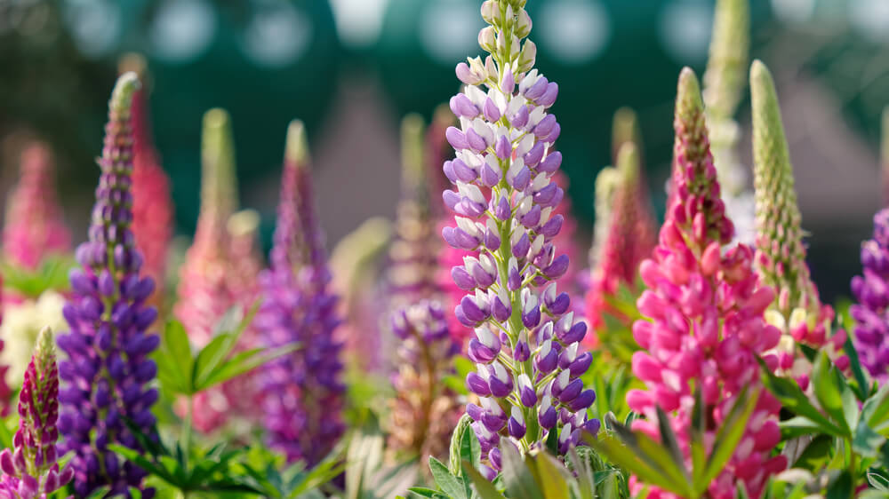 lupines nectar plant