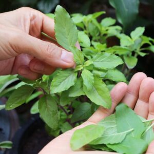 Hand Picking Holy Basil Leaves from Potted Plant for Cooking
