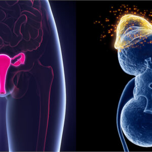 Female Reproductive System next to adrenal glands representing organs in the body responsible for hormone production
