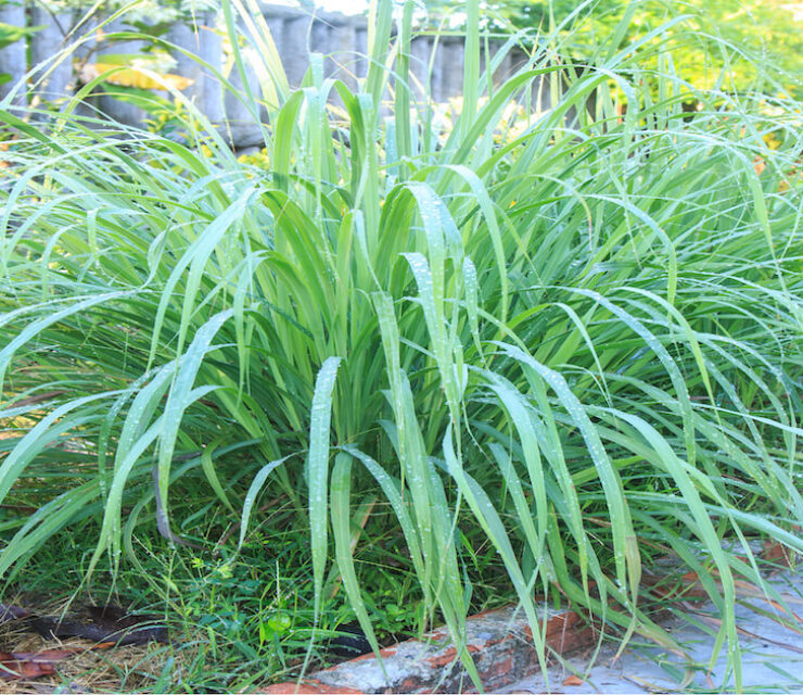 lemongrass plant in garden