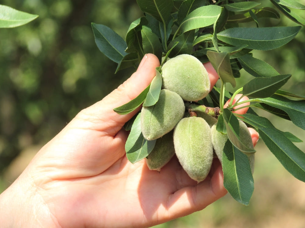 Hands touching ripe almond in a green field during harvest season
