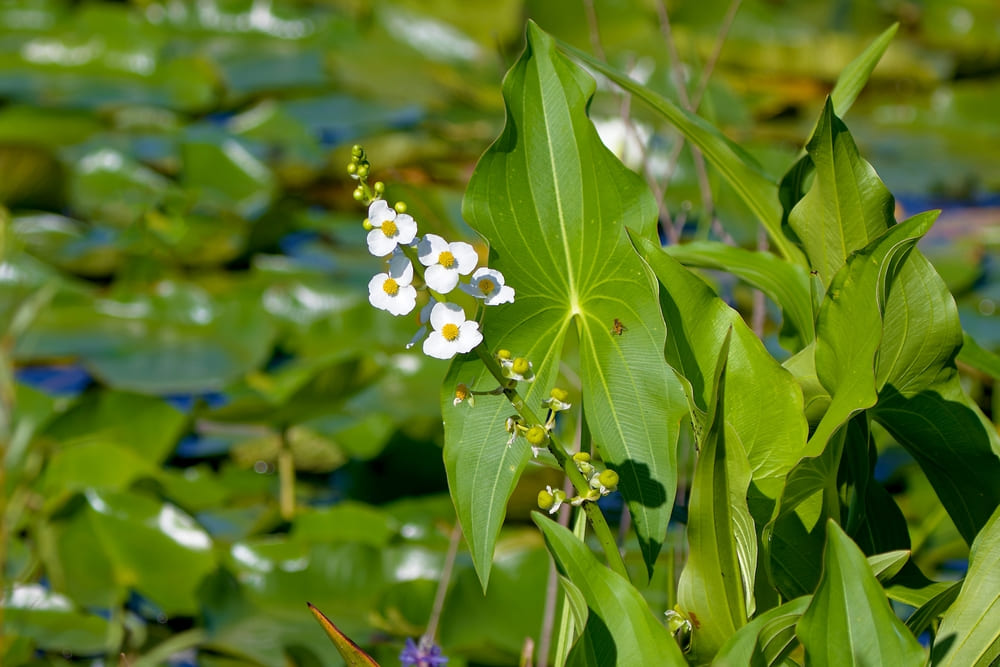 Broadleaf arrowhead (Sagittaria latifolia) also known as a duck-potato plant.